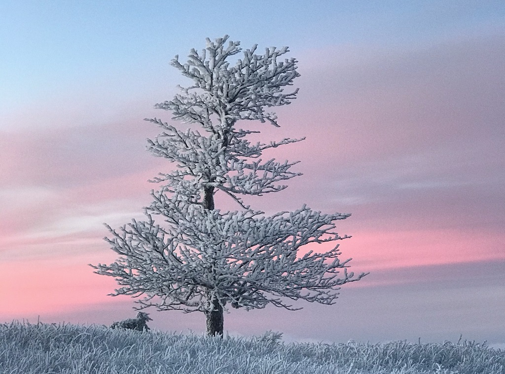 Rim ice on large tree.
